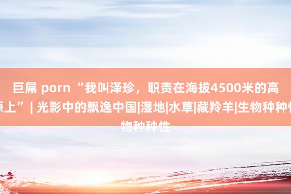 巨屌 porn “我叫泽珍，职责在海拔4500米的高原上” | 光影中的飘逸中国|湿地|水草|藏羚羊|生物种种性